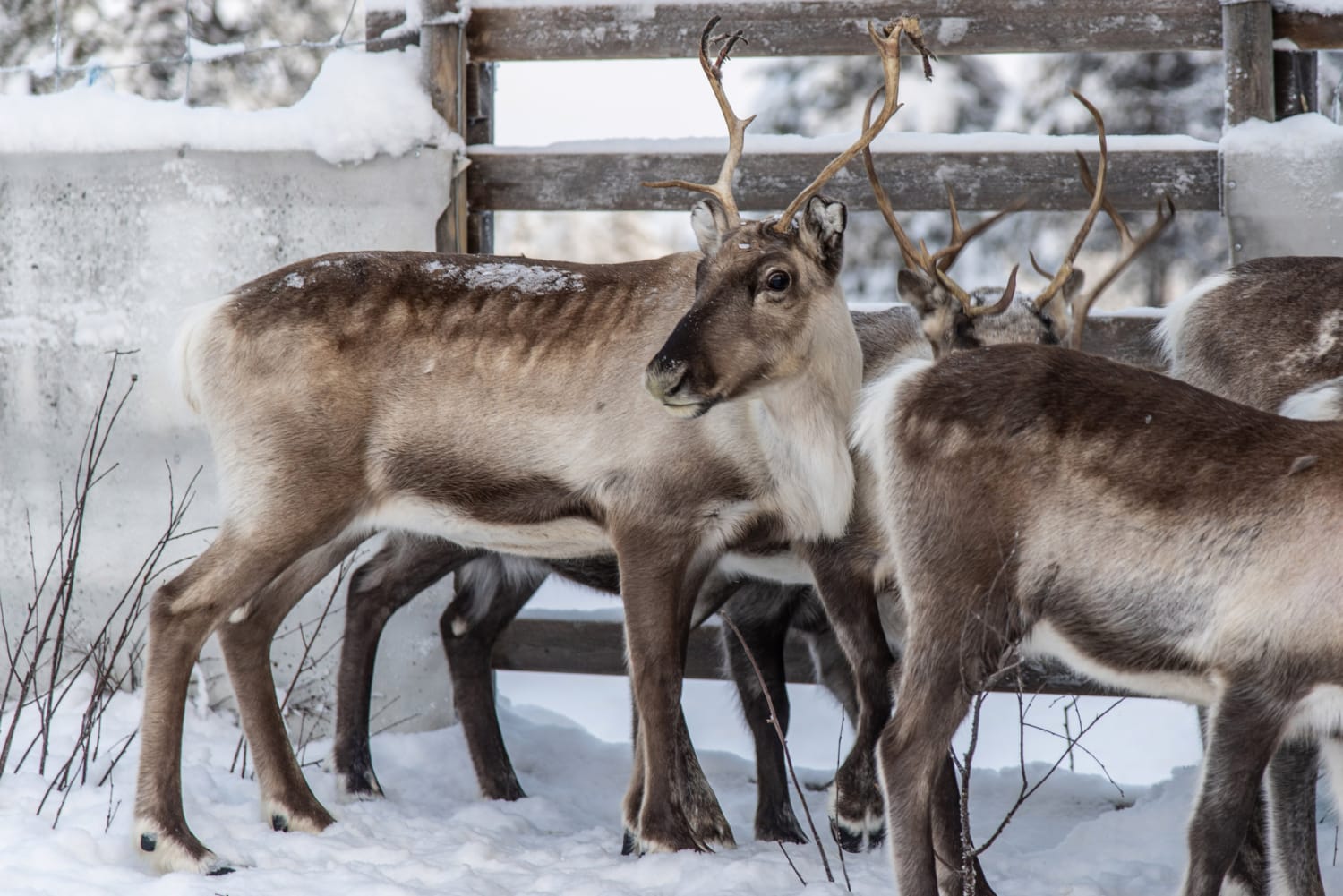 Climate change threatens reindeer food supplies in Sweden's Arctic