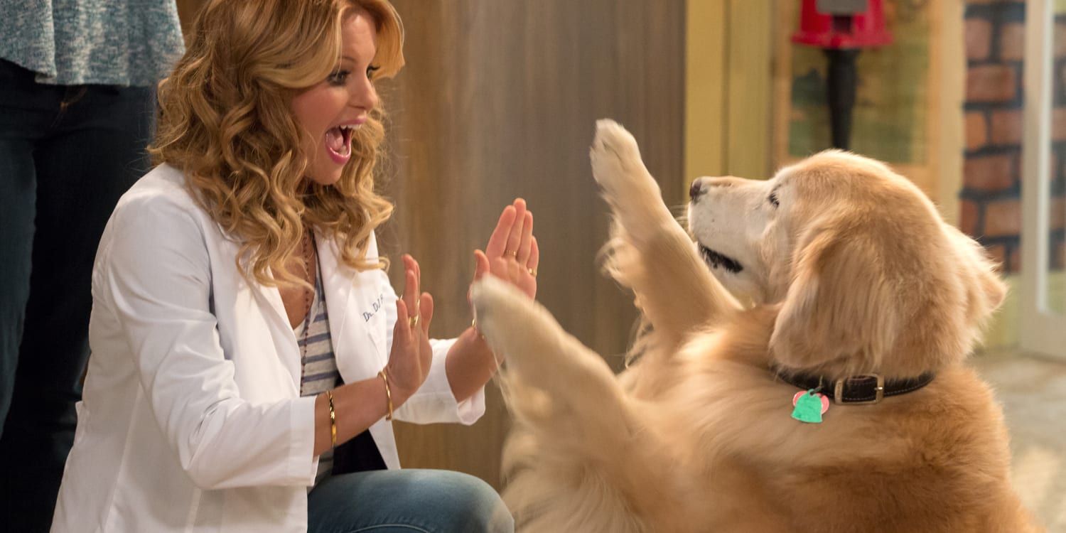 Dogs boiler. космо собака. полный дом собаки. полный дом собаки. полный дом золотистый ретривер.