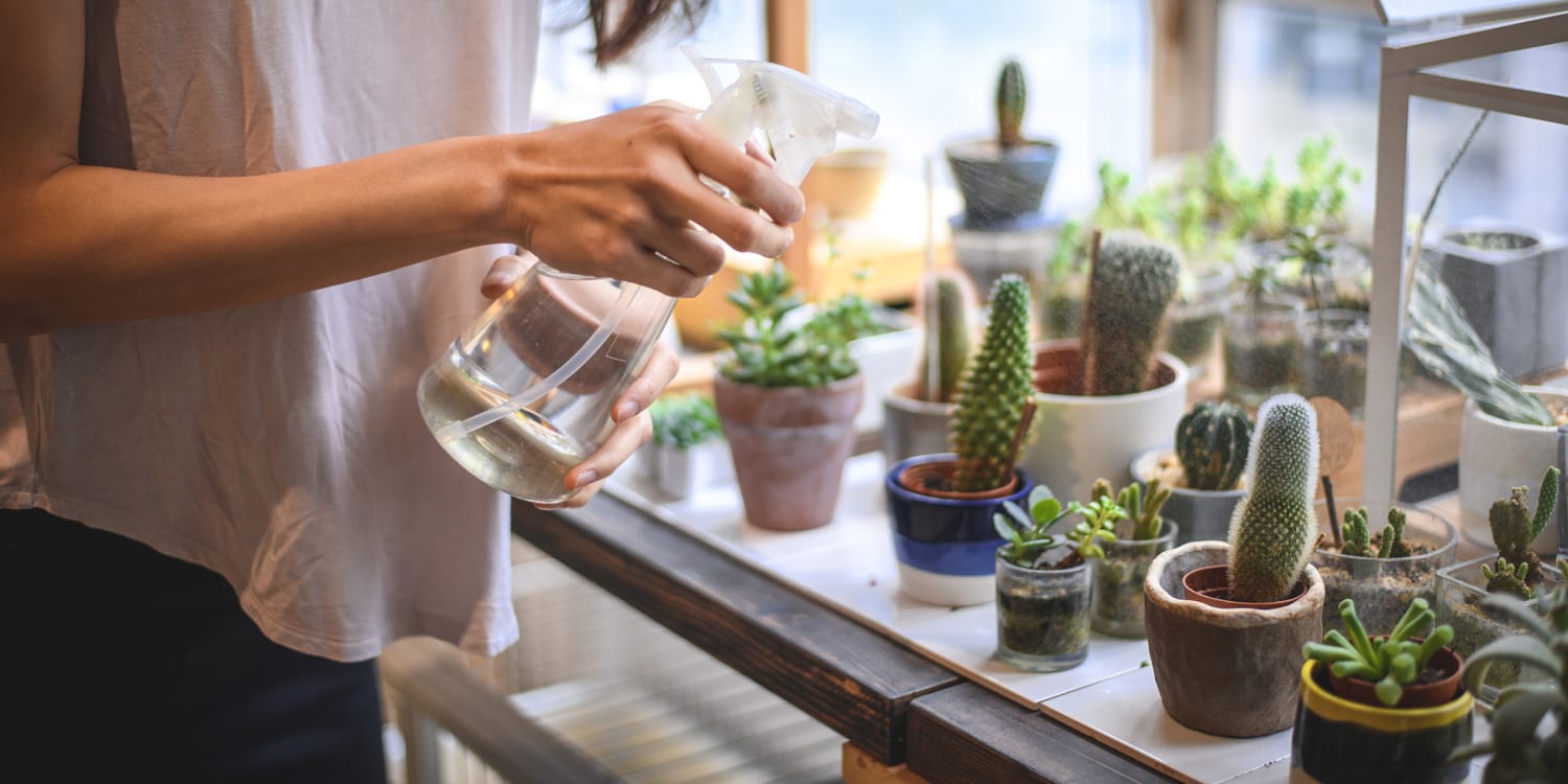 Interested in succulents Here's how to care for these plants