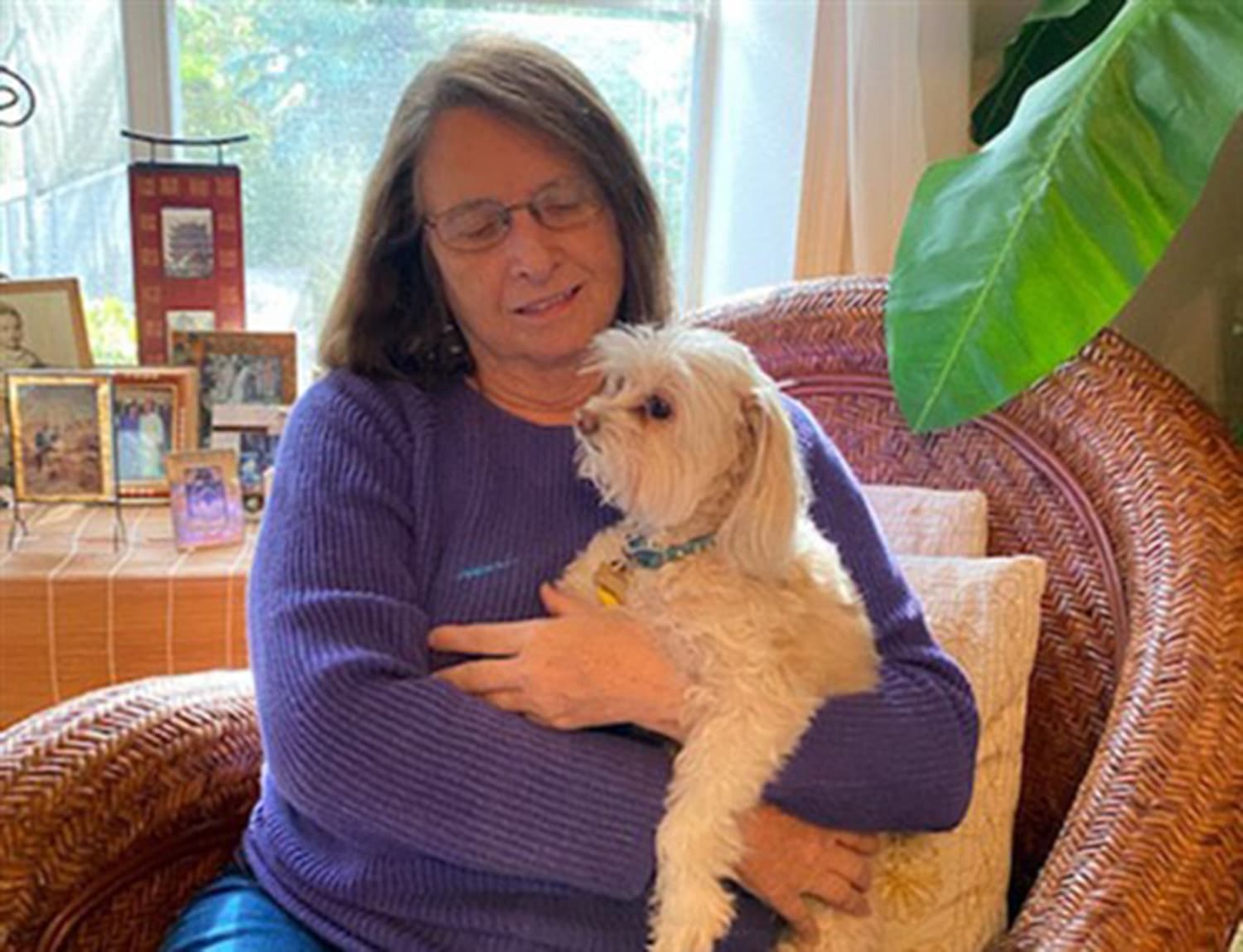 dog heart disease and grain free food