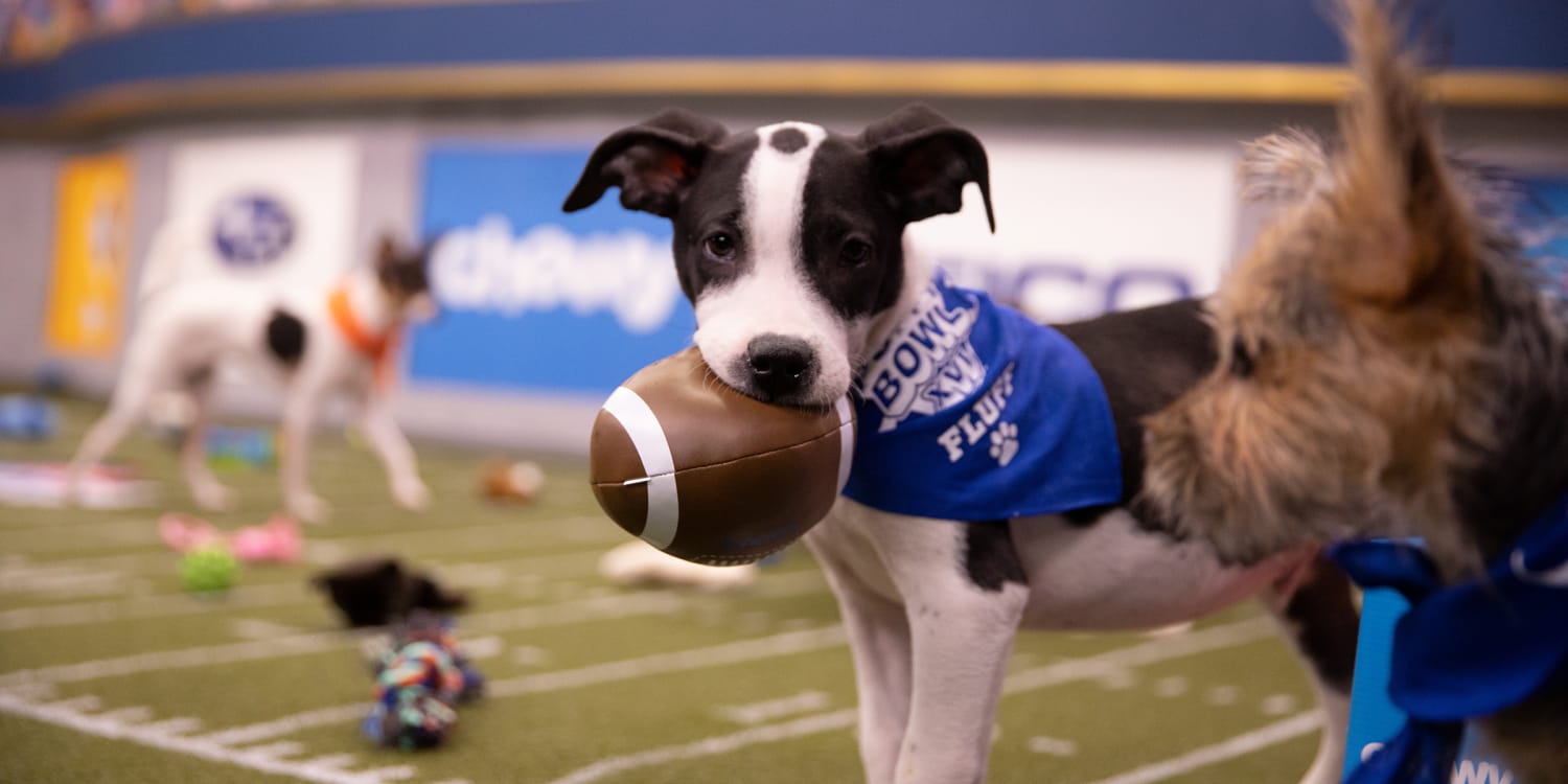 puppy bowl 16