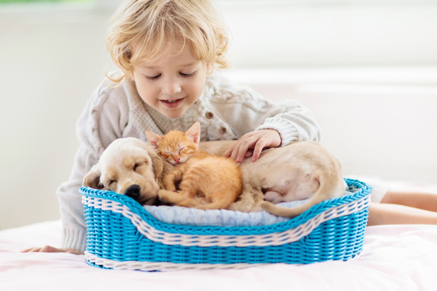 15 best pet products for dogs and cats for safety, health, and fun