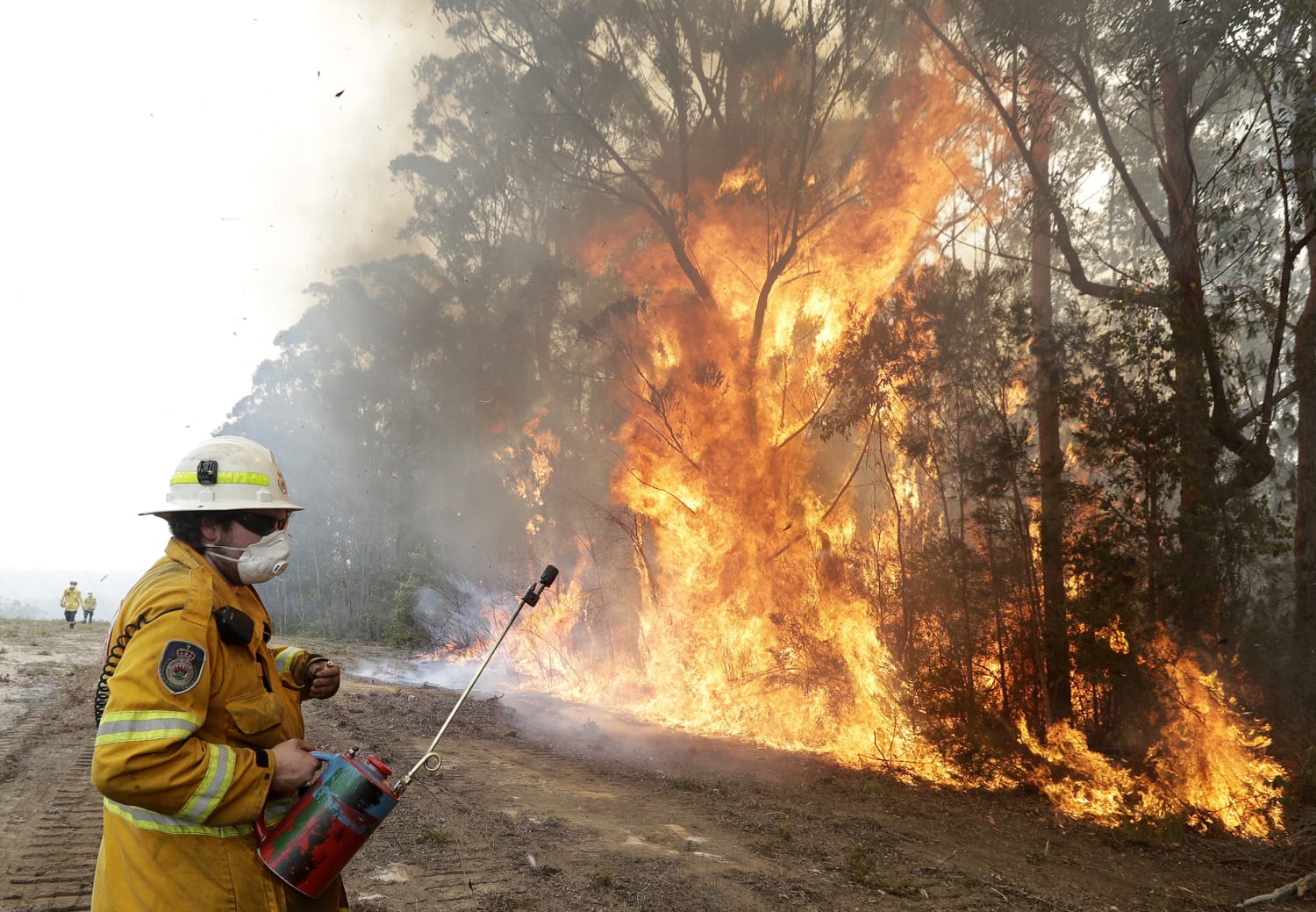 Australian wildfires declared among the 'worst wildlife disasters in modern history'