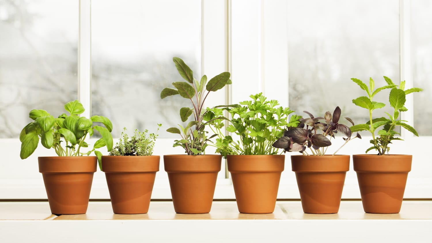How to grow herbs indoors, create your own DIY herb garden