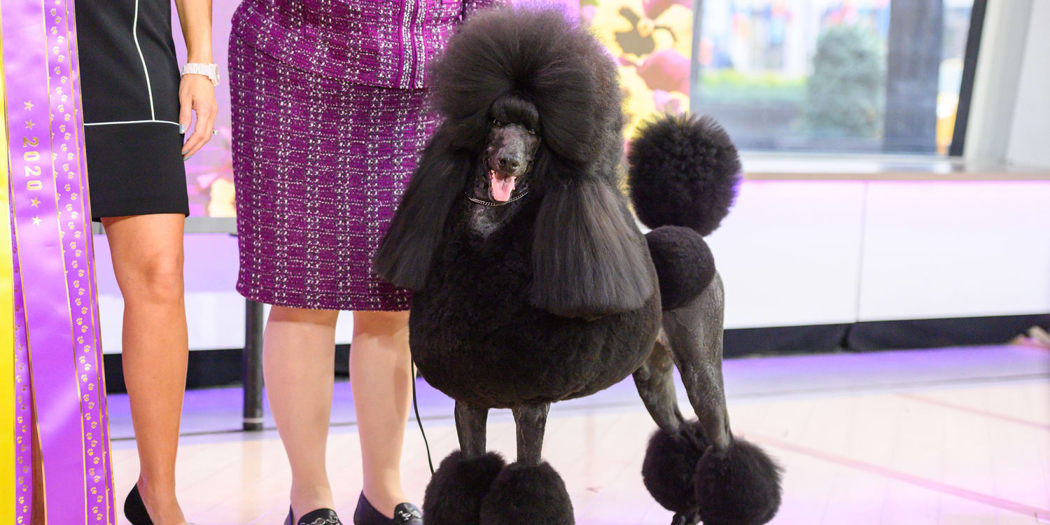 Standard poodle show sales dog