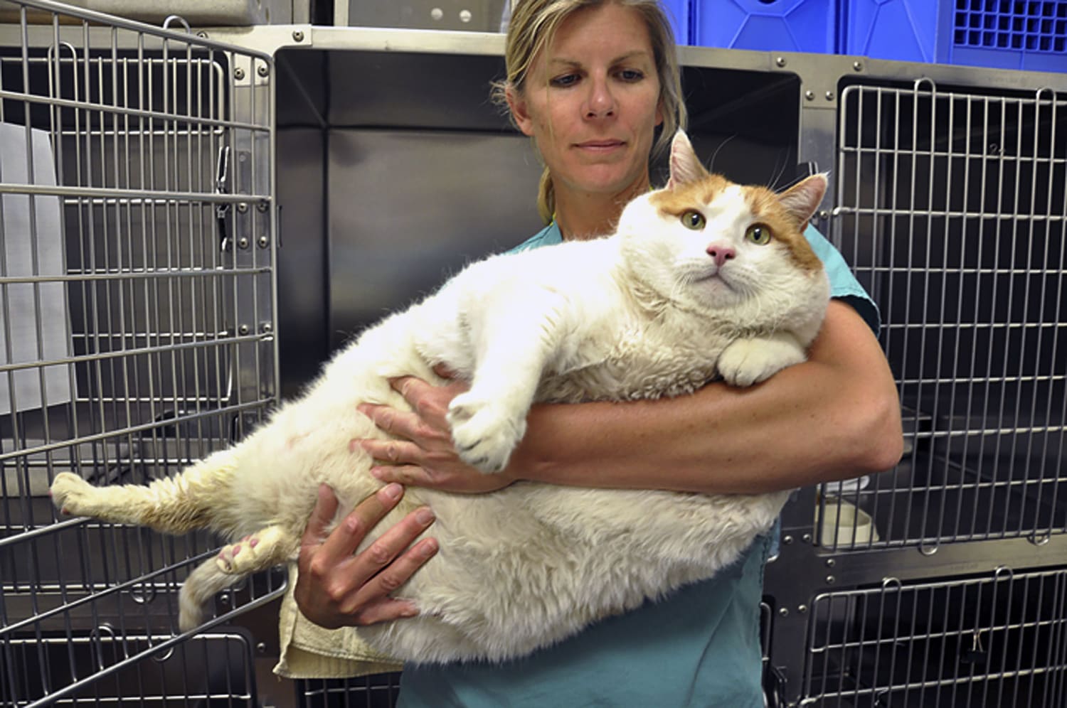 Why do we love fat cats and dogs but discriminate against fat people?