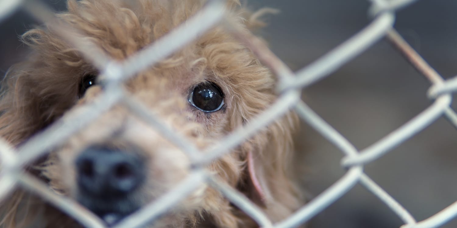 Are Coronavirus Closures Causing Animal Shelters To Close