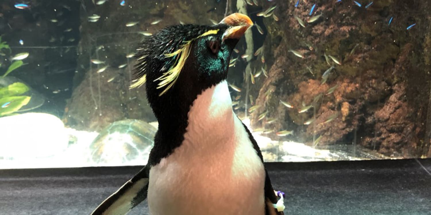 Kc zoo penguin cam