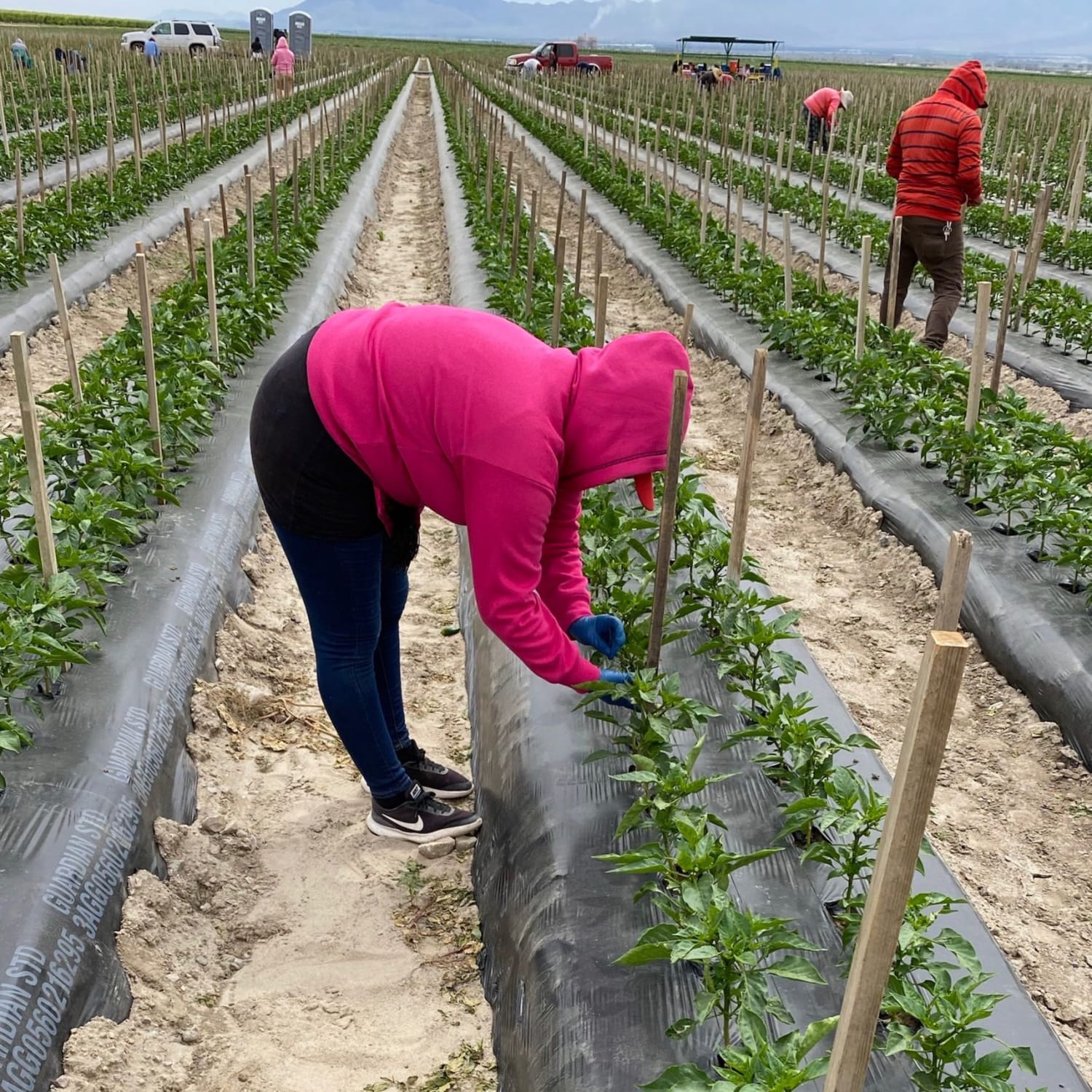 California's farm workers pick America's essential produce