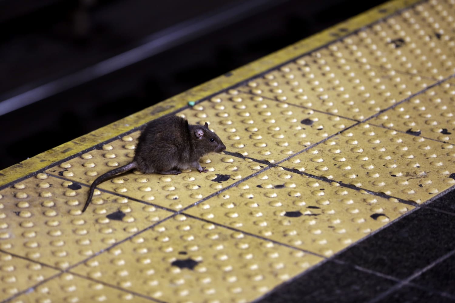 Rat & Mouse Trap Laws of the United States of America