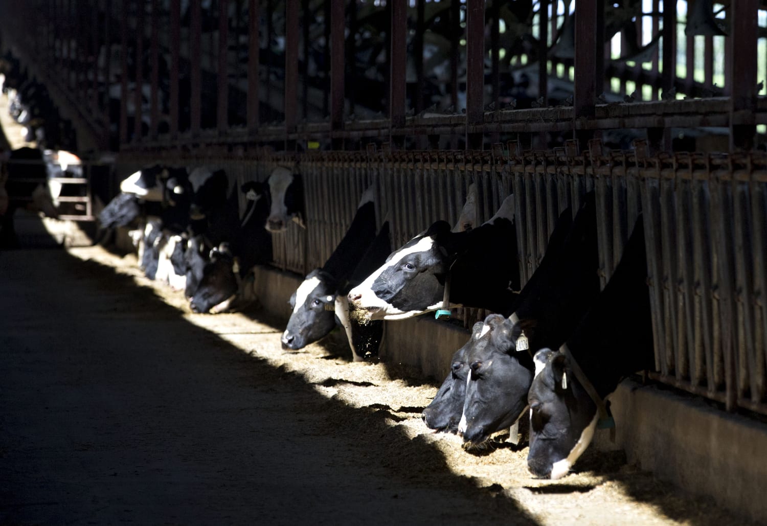 Montgomery County dairy farmers say overtime threshold threatens their  industry