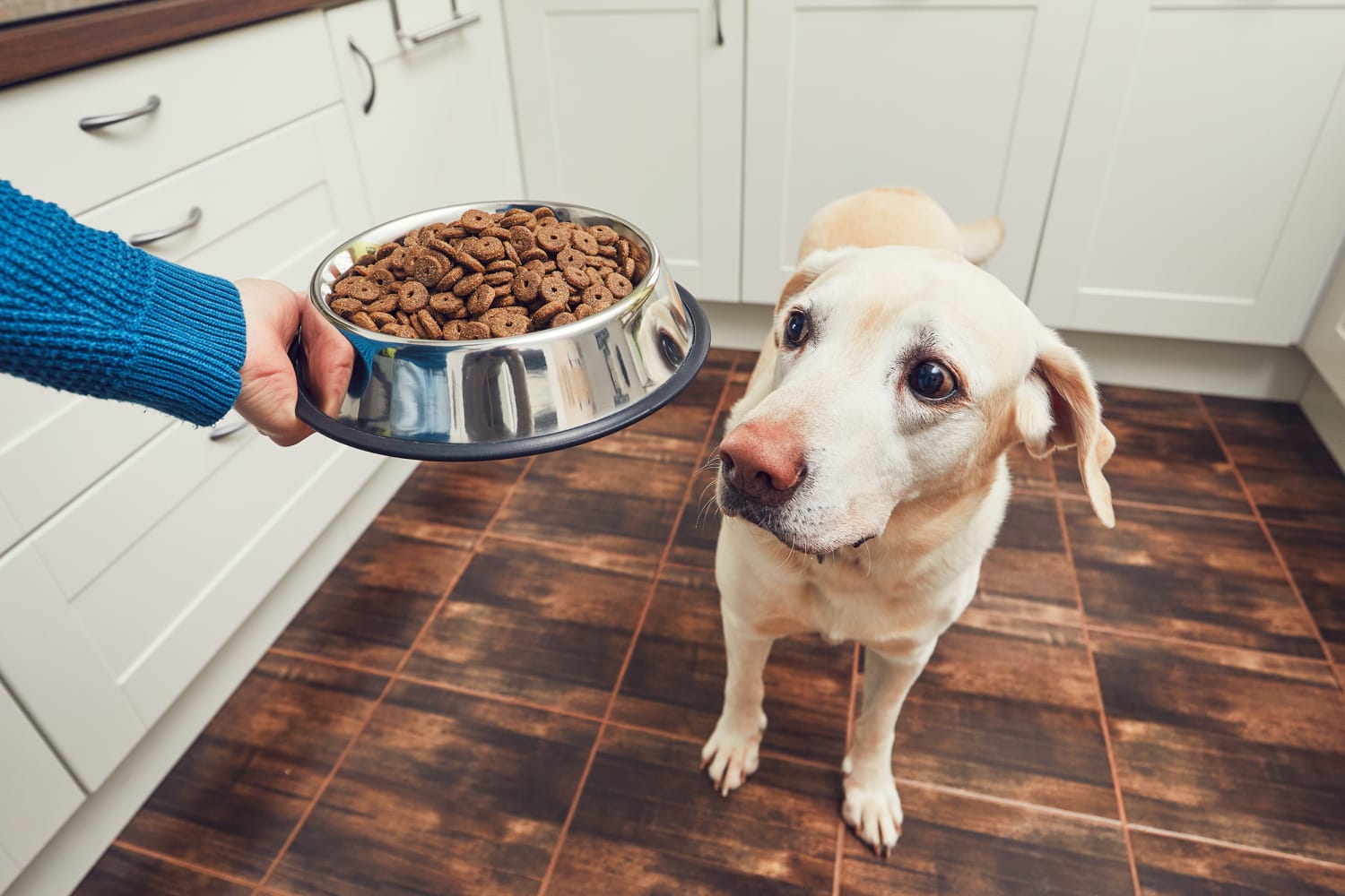 Dog food shop heart condition