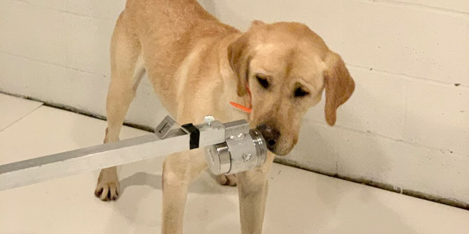 can dogs detect cancer in a human