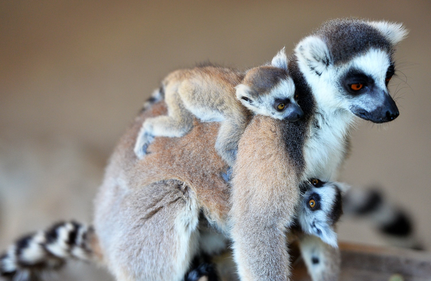Moms of the animal kingdom (and their babies)