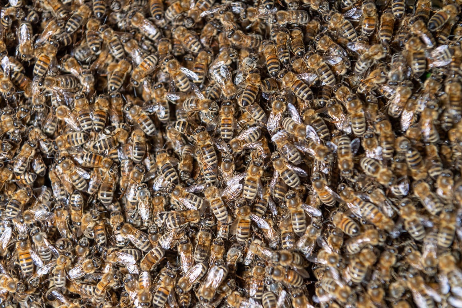 200513-swarm-bees-2019-ac-933p.jpg