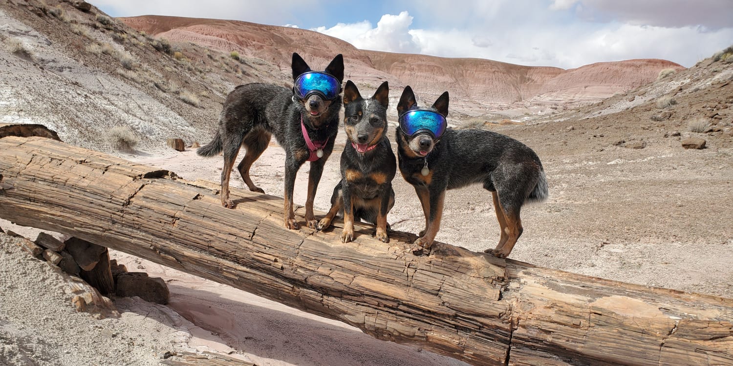 Udstyre Rædsel Korridor Deaf dog's pack provides 'protection ears' in great outdoors