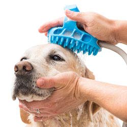 I tried the Aquapaw pet-cleaning brush from 'Shark Tank' — and my dog loved  it