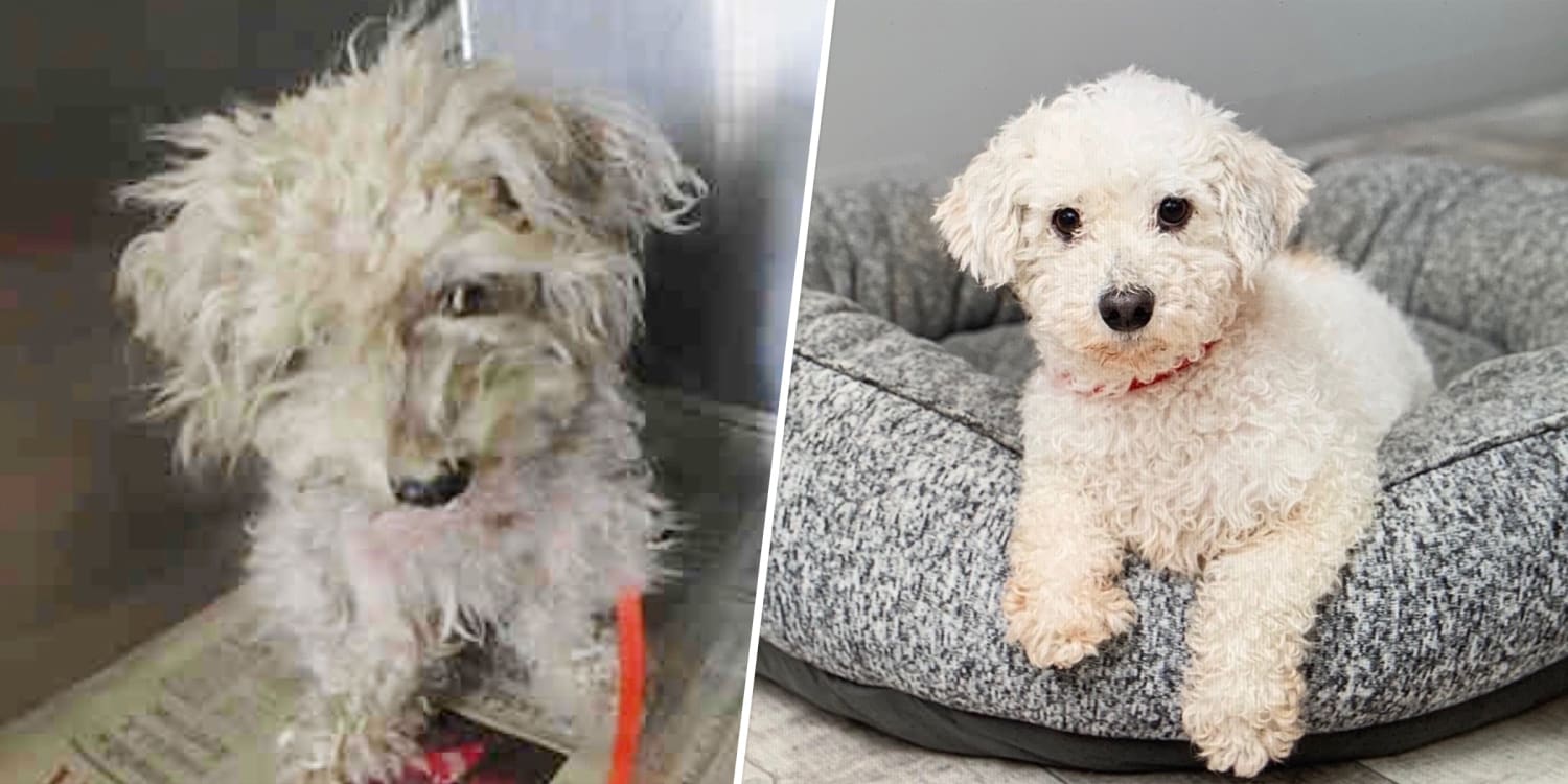 Bichon Rescue of Orange County