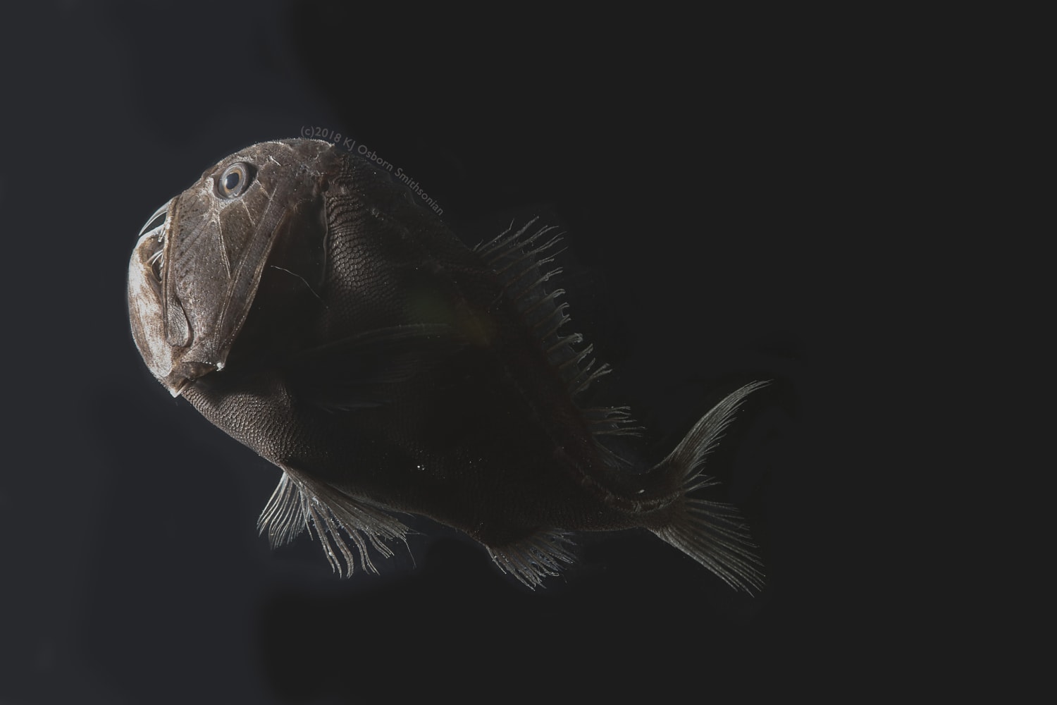 Meet the 'ultra-black' fish of the ocean's depths