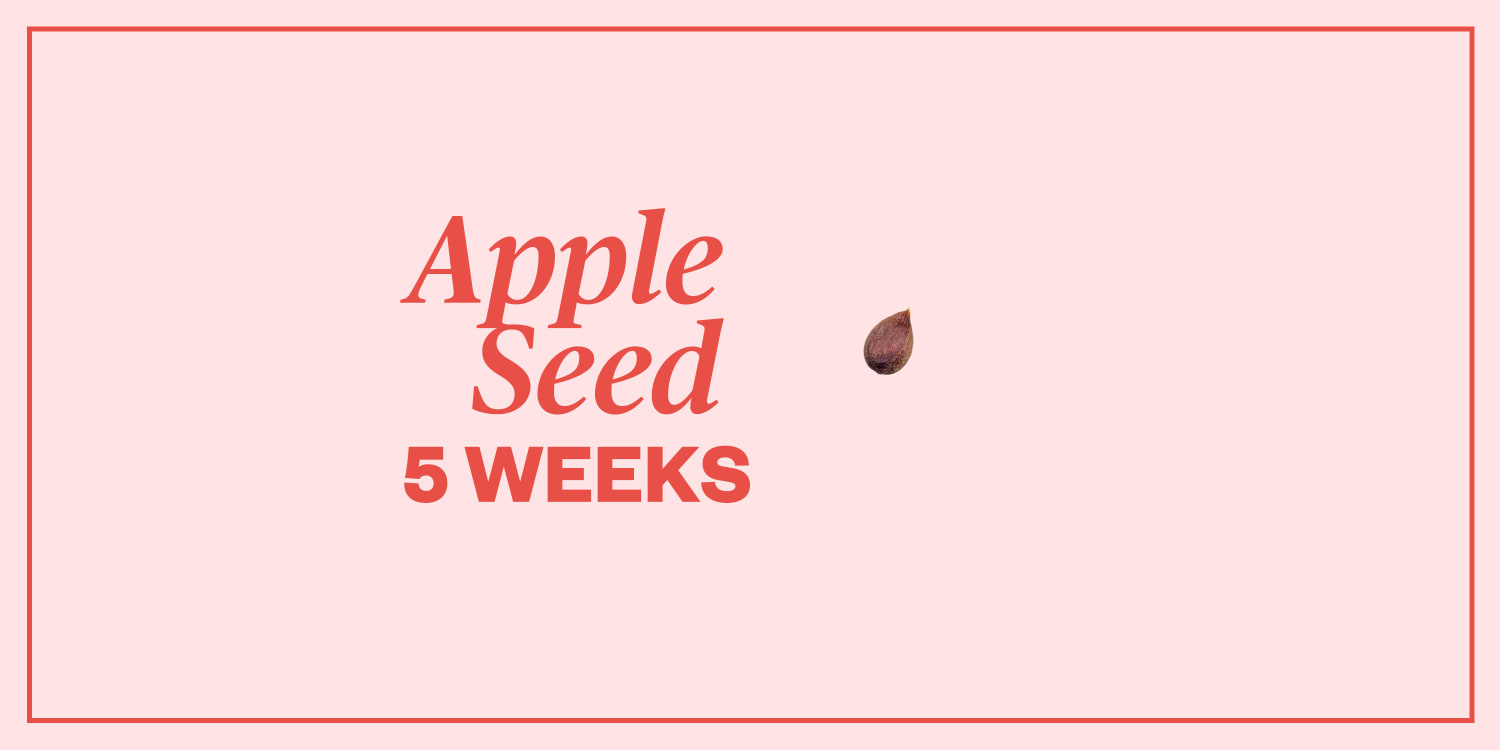 Pregnancy Symptoms Week By Week Pregnancy Stages Calendar