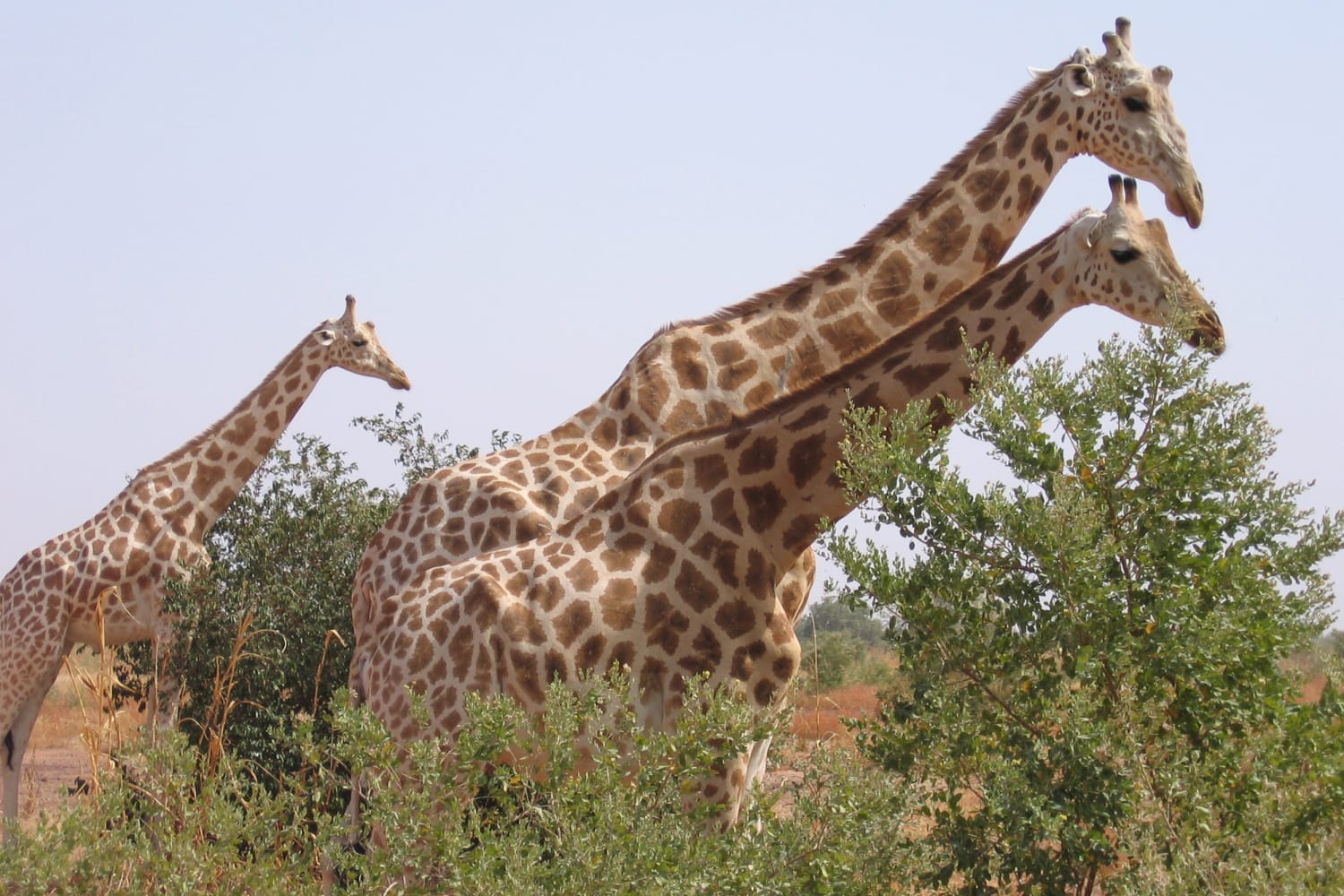 Жираф шоу. Koure Giraffe Reserve. Мали Жираф. Сколько Жирафов осталось на земле. Petroglyph Giraffe Niger.