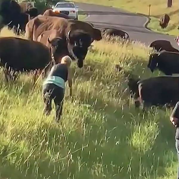 Bison attacks woman taking photos of herd at South Dakota park