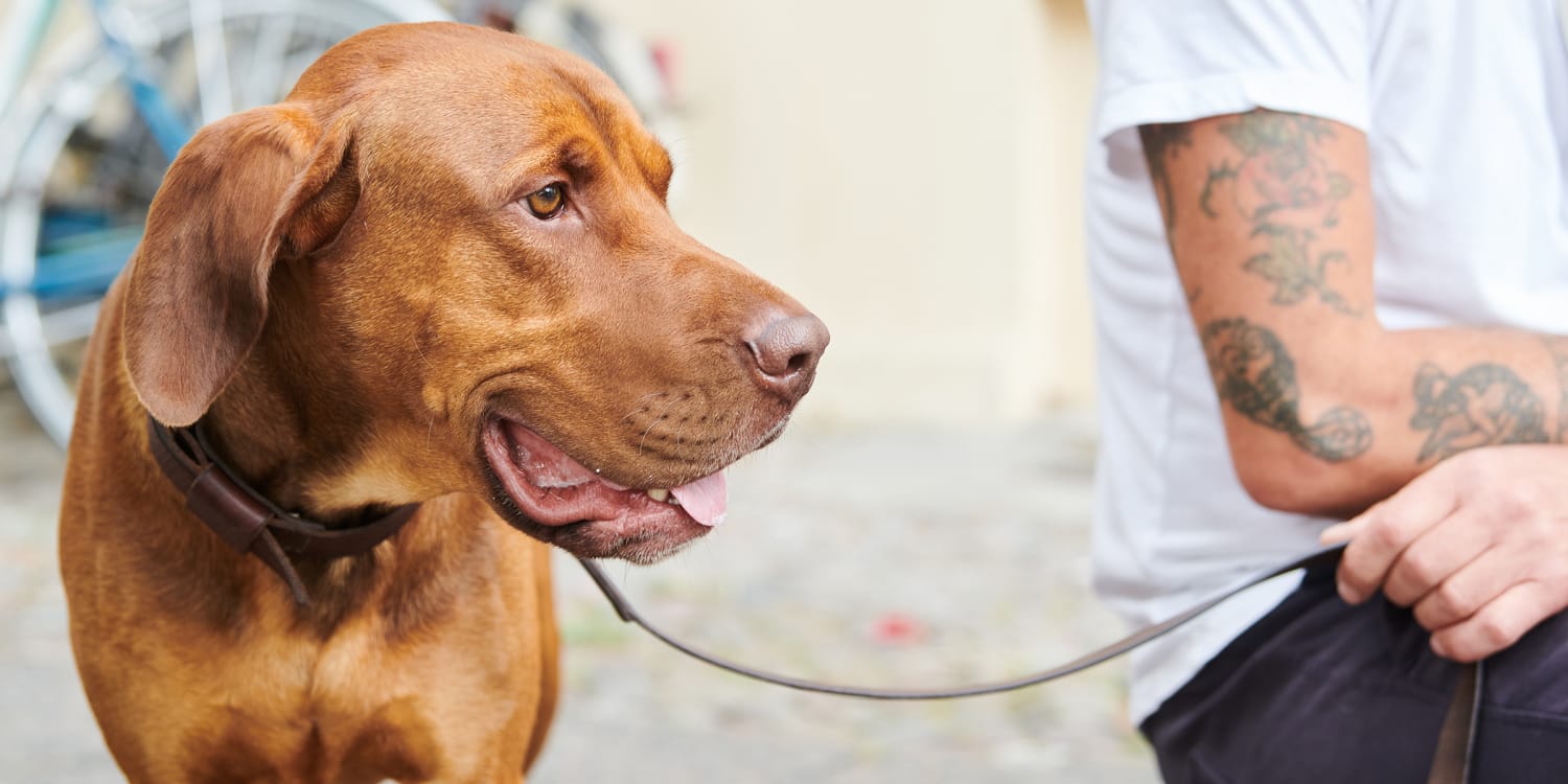 should-i-feed-dog-twice-a-day