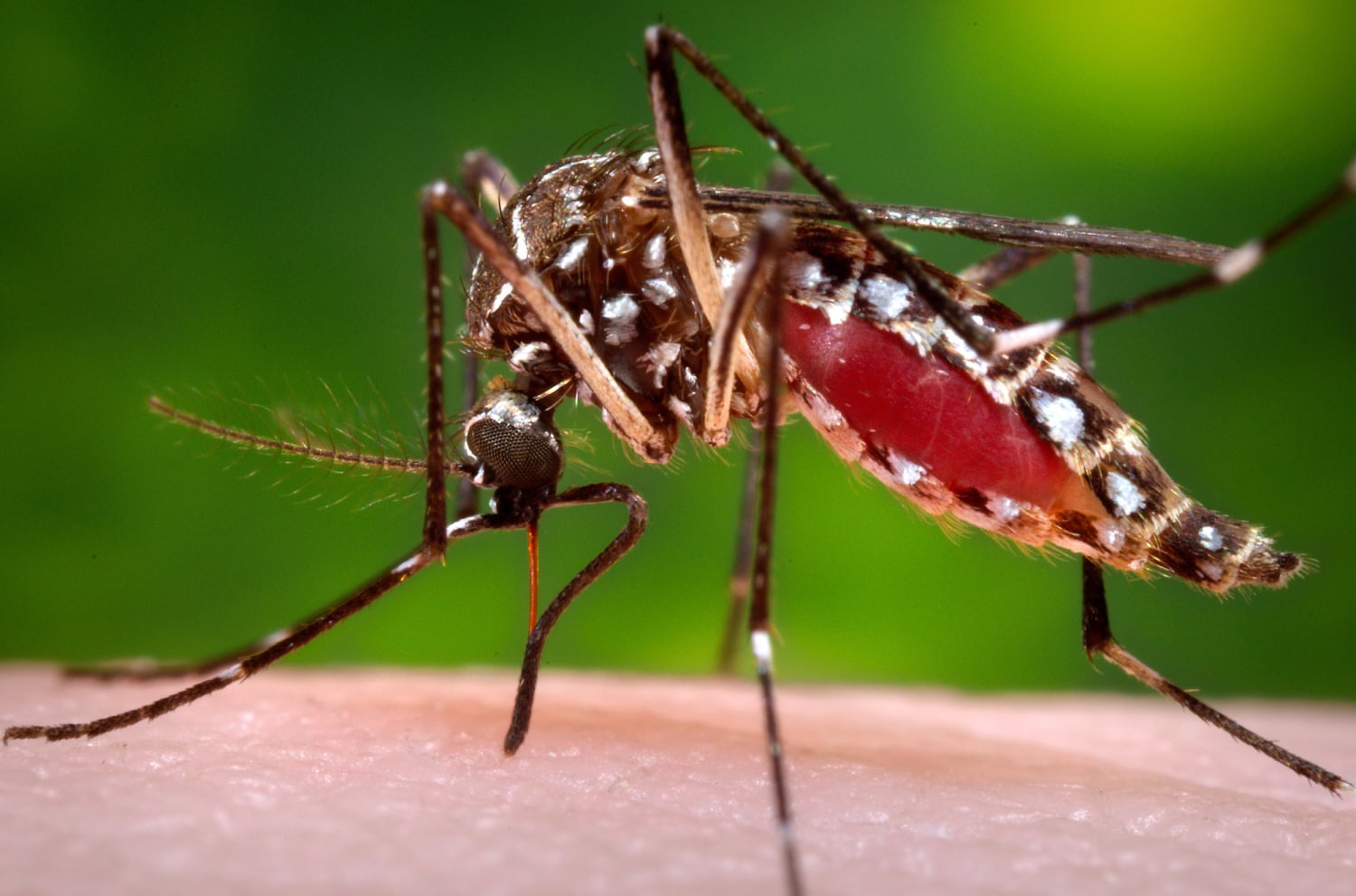 How this mosquito, one of nature's greatest killers, evolved its taste for  human blood