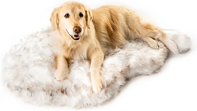 inexpensive large dog beds