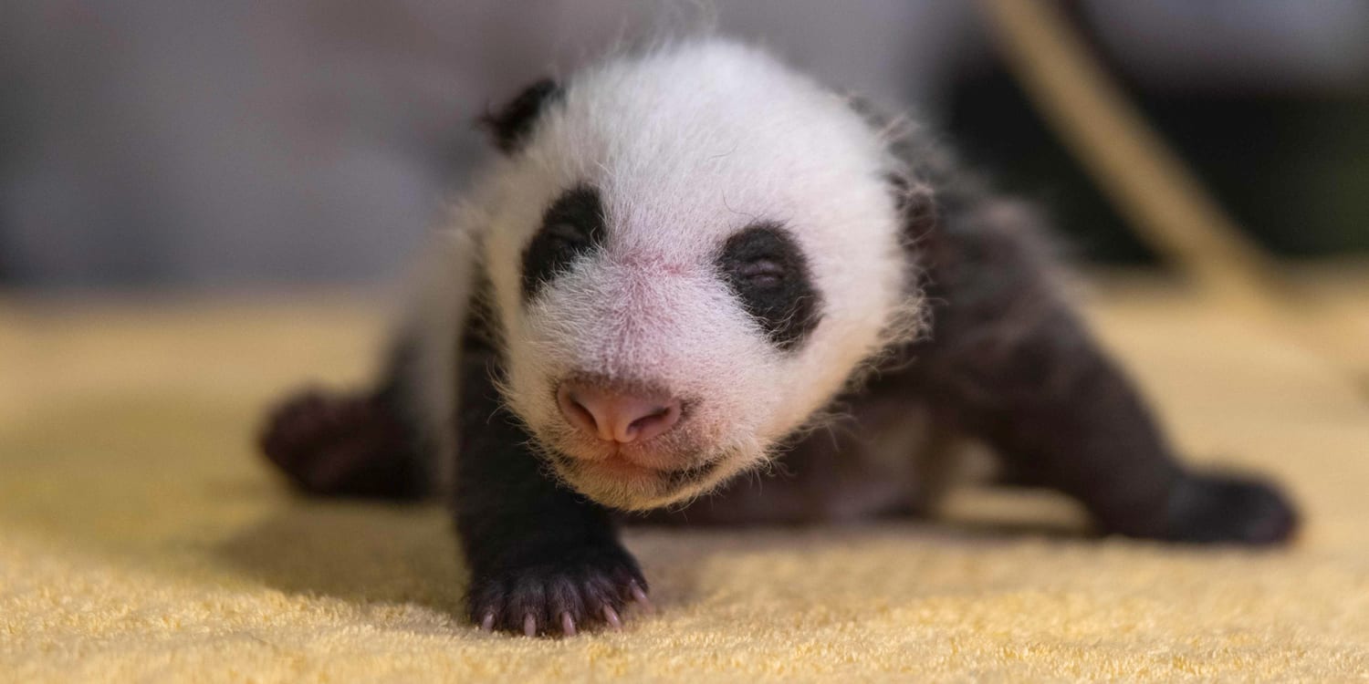 Baby Panda Born At National Zoo Is A Boy