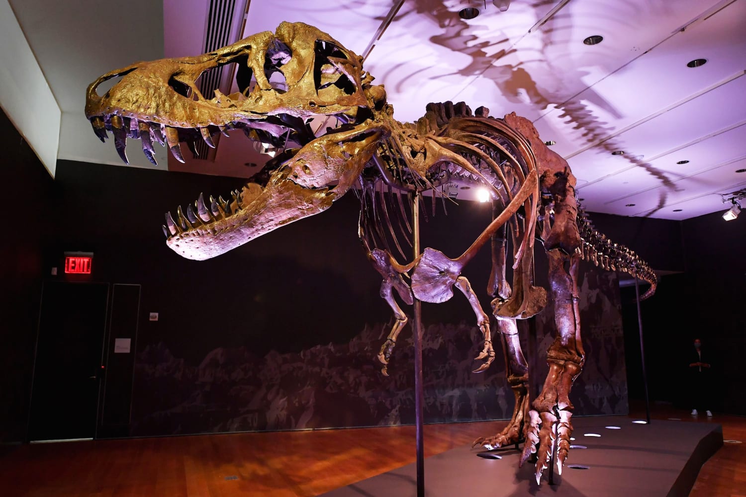 Tyrannosaurus rex Fossil  American Museum of Natural History