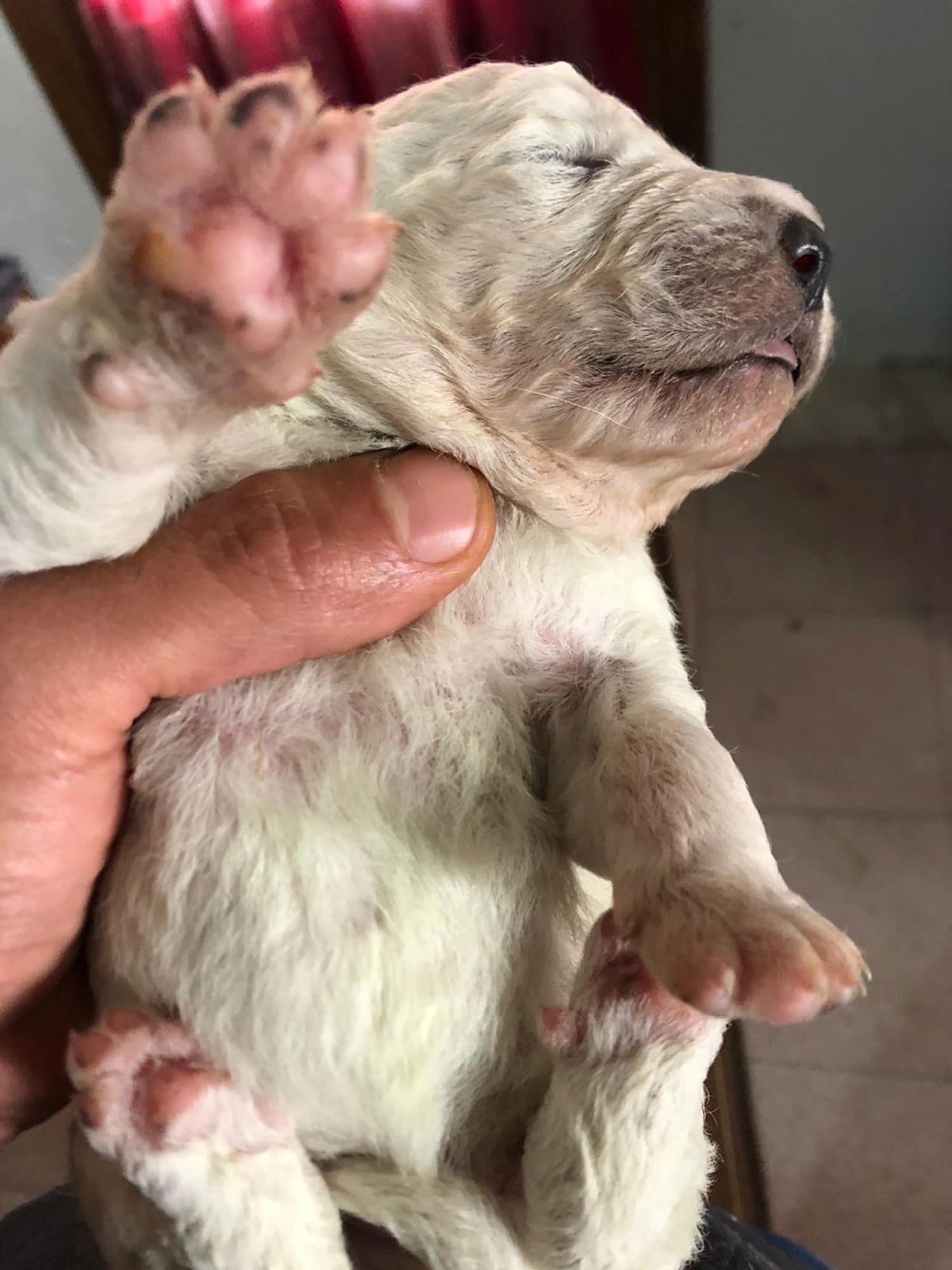 Golden Retriever puppy is born with green fur