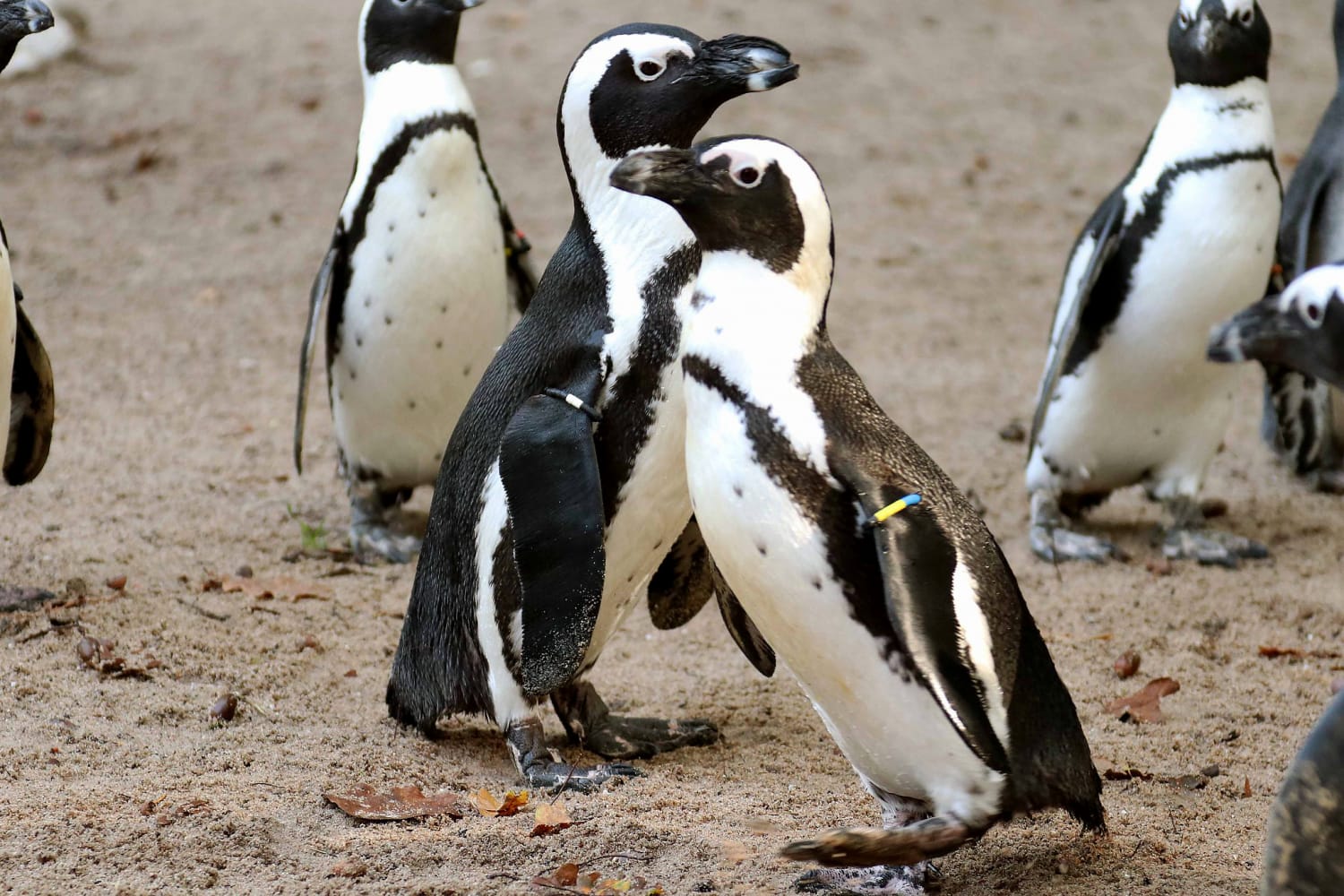 Netherlands Zoo Porn - Gay male penguins steal lesbian couple's eggs at Dutch Zoo