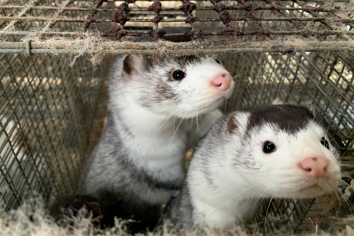 Denmark vows to kill millions of minks even after WHO downplays Covid  mutation risk
