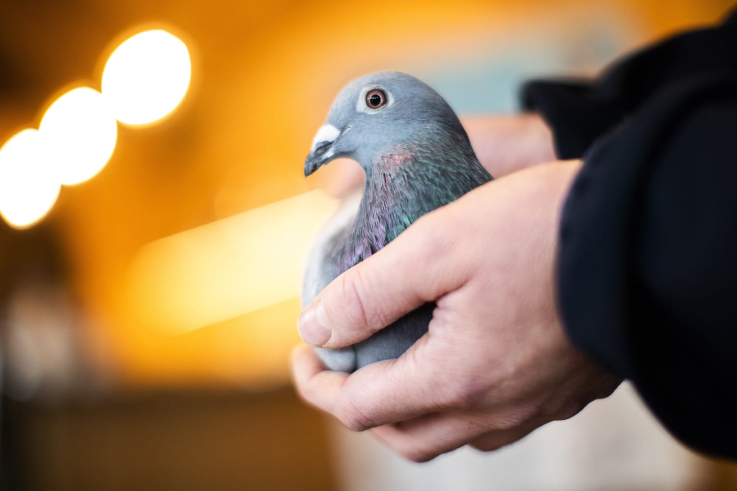 Belgian Racing Pigeon Fetches Record Price Of 1 9 Million
