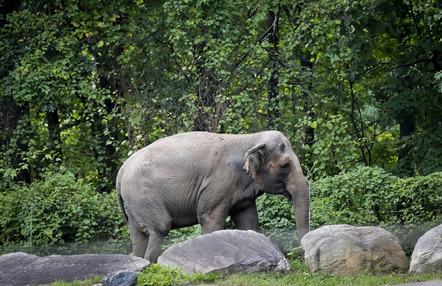 Happy the elephant isn't happy. But does she need to be granted human  rights to fix that?