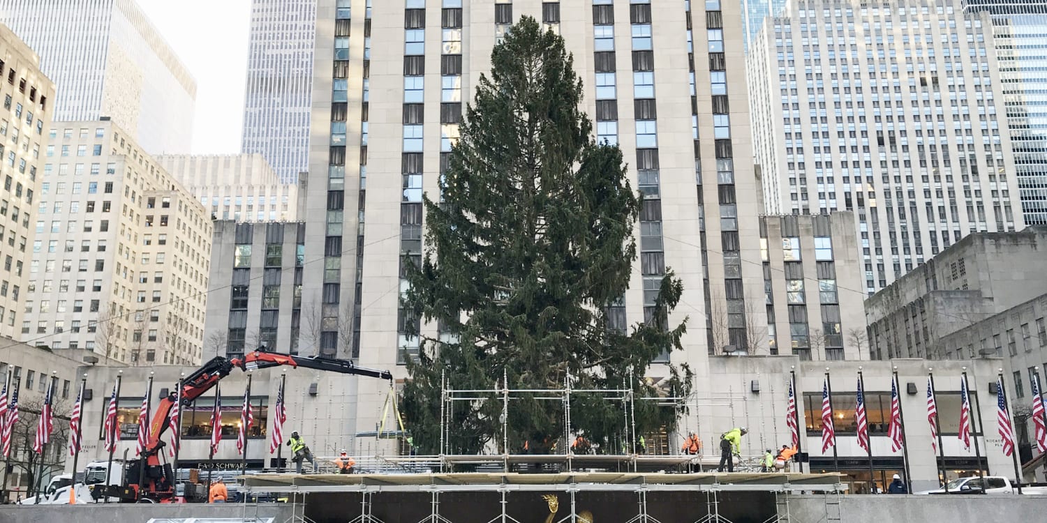 Rockefeller center tree 2021 owl video