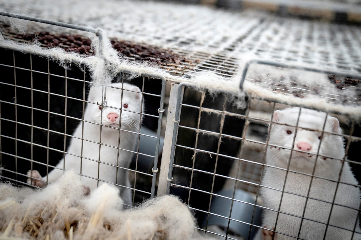 Mink Farm Cattery