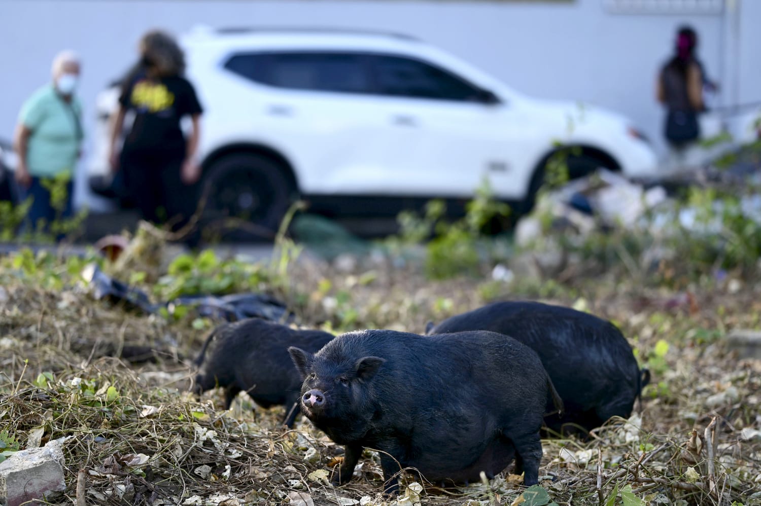 Can Anything Stop the Feral Hog Invasion?