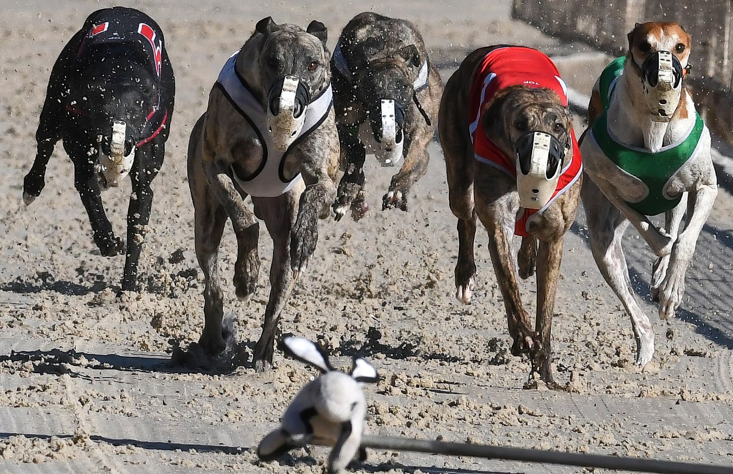 how many greyhounds die each year from racing in florida