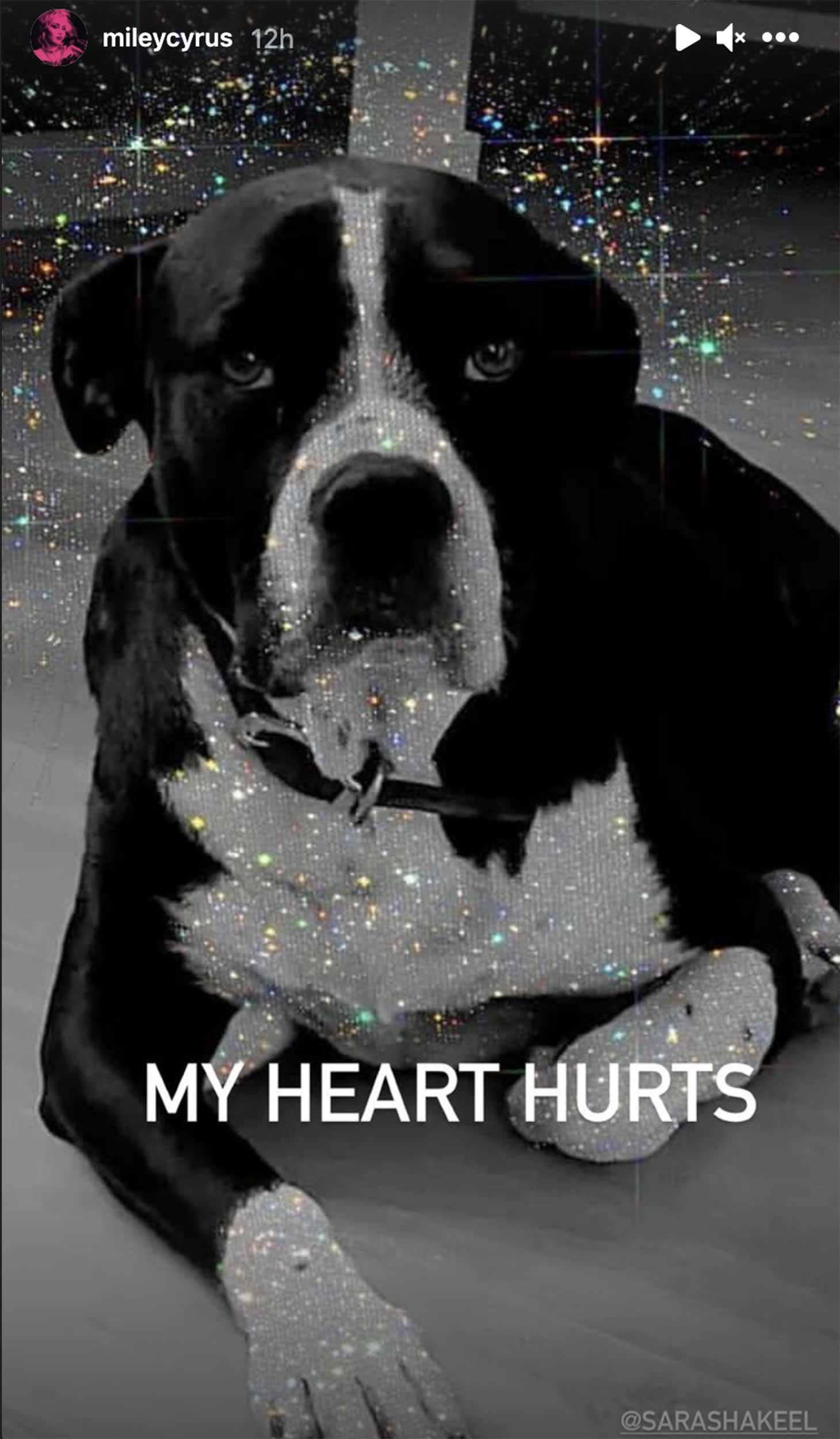 Miley Cyrus mourns death of her dog Mary Jane: 'A true queen' Miley Cyrus mourns death of her dog Mary Jane: 'A true queen'