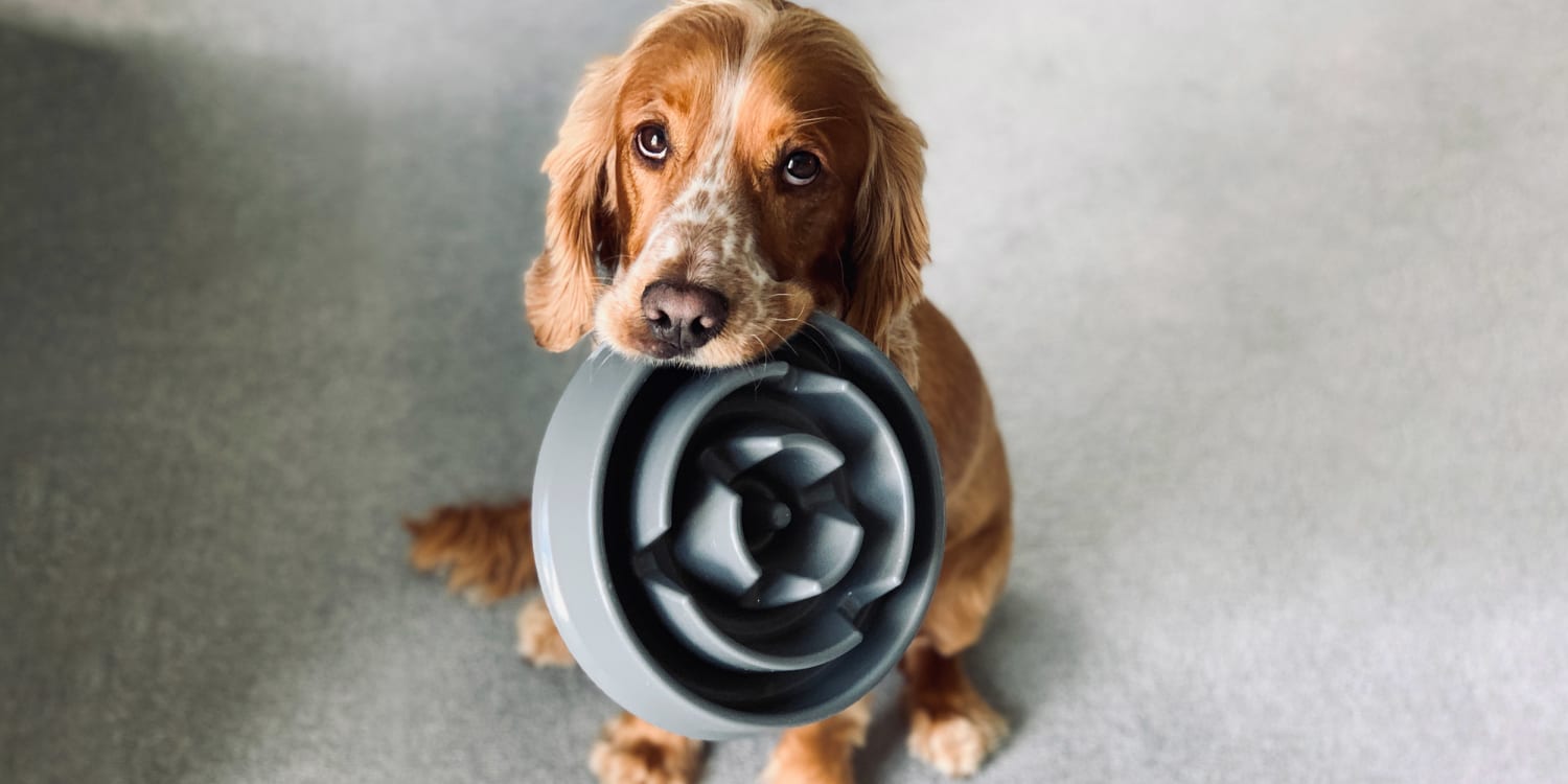 dog food bowls for pugs