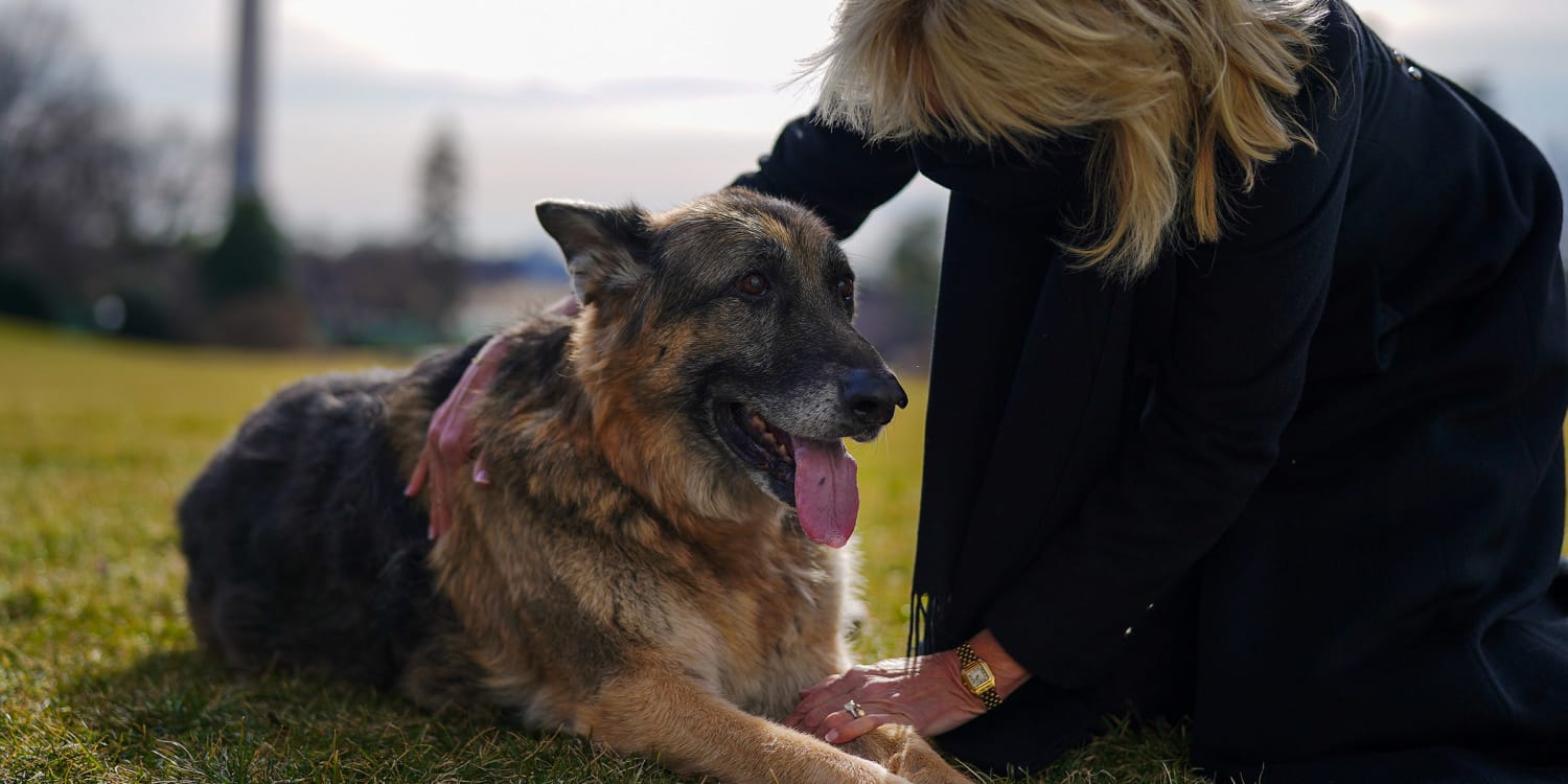 President dog. Овчарка Джо Байдена. Собака Джо Байдена овчарка. Немецкая овчарка и Джо Байден. Джо Байден с собакой.