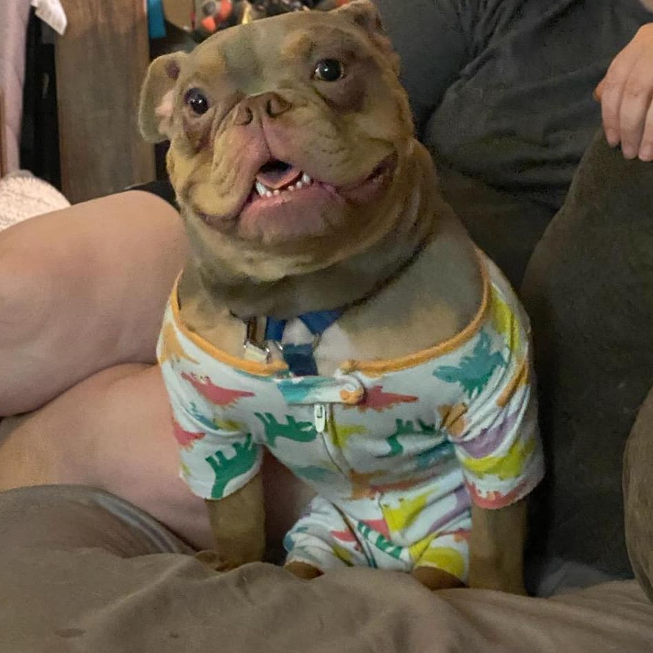 What Is A Special Needs Dog