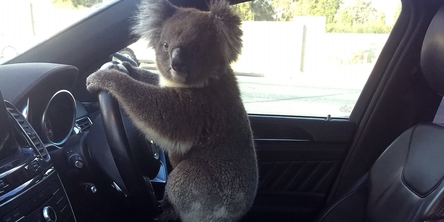 Koala Meme What Do You Mean Im Not A Bear