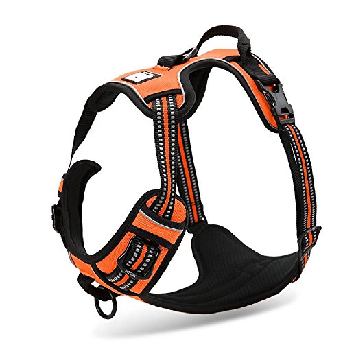 best dog harness for small dogs