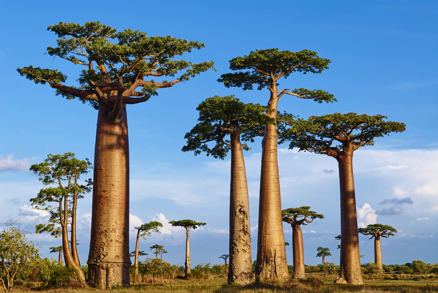 The Benefits Of Baobab What To Know About The Superfood