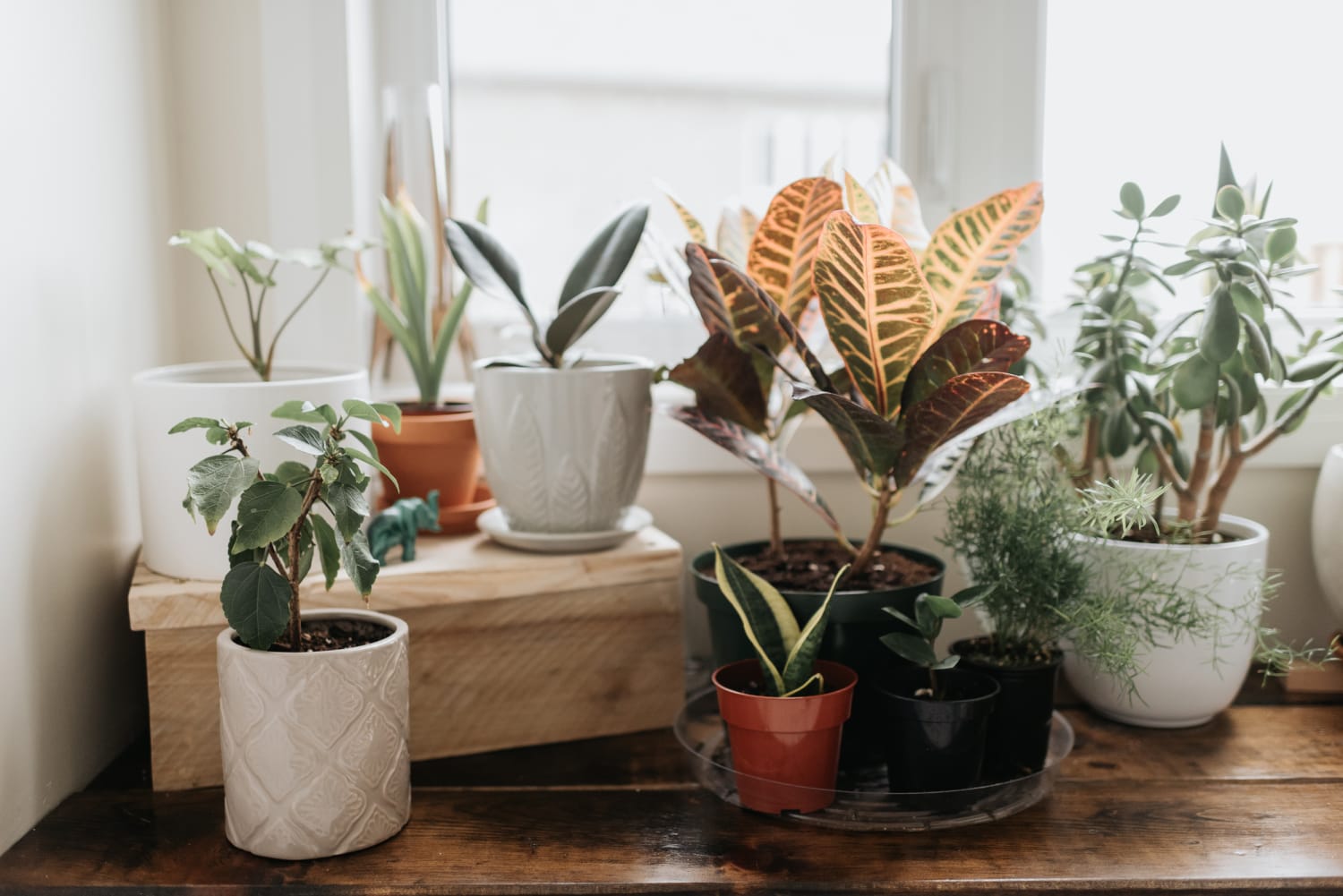 The 6 Best Indoor Plants And How To, Best Indoor Plants For Shelves