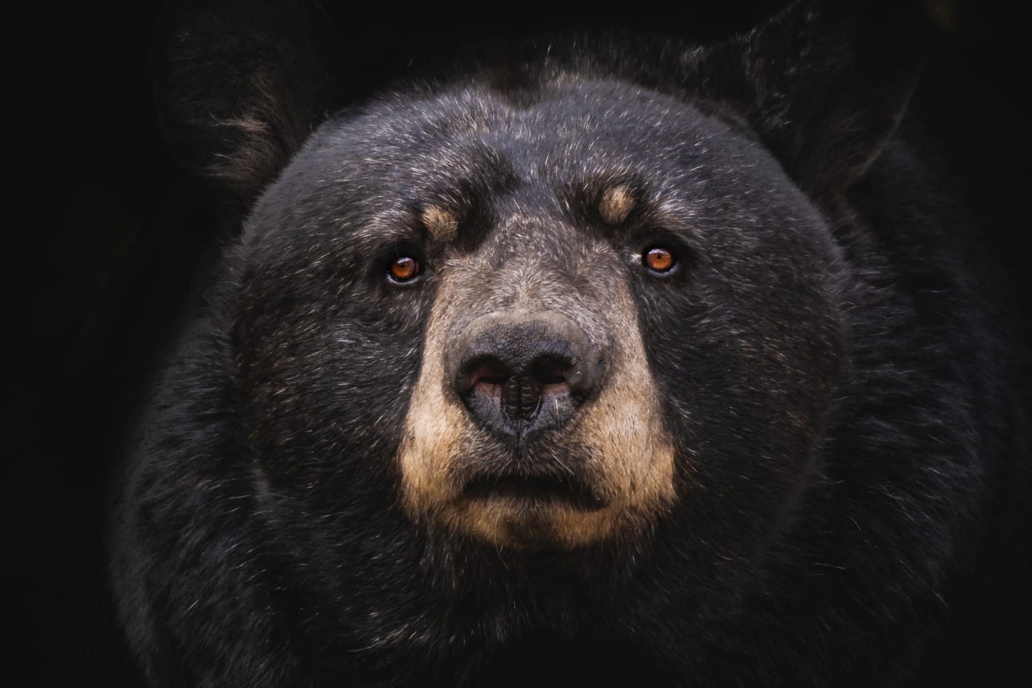 Медведь на черном фоне. Барибал медведь. Морда медведя. Черный медведь. Медведь Гризли.