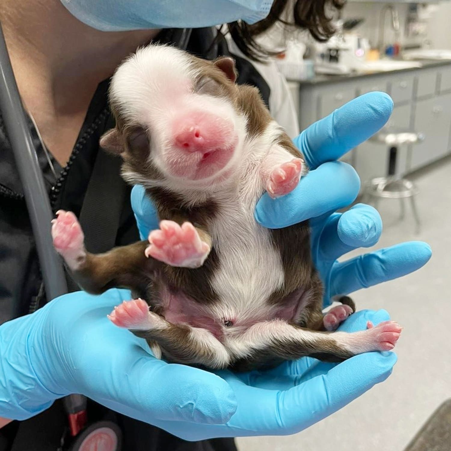 Puppy born with 6 legs and 2 tails is a 'miracle,' vet says